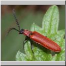 Denticollis rubens - Schnellkaefer 02.jpg